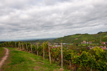 Fototapeta premium Weinberge im Herbst