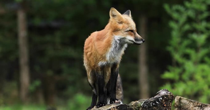 Portrait of a Red fox in the forest during the autumn