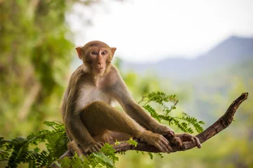 Fototapeten Male monkey sitting on a tamarin branch and mountain background. © Sainam