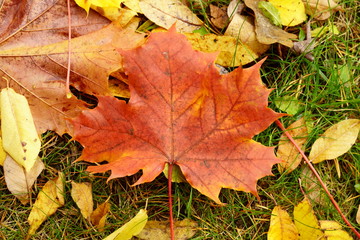 Naklejka na ściany i meble Colored maple leaves in the fall. well convey the mood of autumn Close up red leaves.