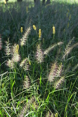 野原のチカラシバ