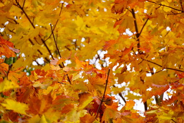 Naklejka na ściany i meble Colored maple leaves in the fall. well convey the mood of autumn. Yellow and Orange colors of leaves on tree