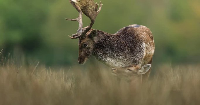 Fallow deer in the meadow during the rut