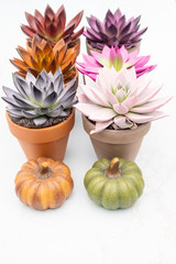Various colorful succulent echeveria house plants in stone pots on white background