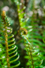 Close up macro photo of green curl plant fern blooming in the forest.