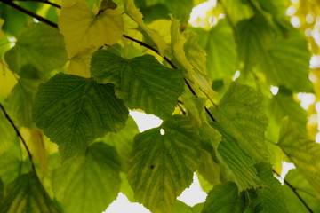 bright leaves of autumn birch. olor yellow - green