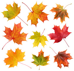 Naklejka na ściany i meble autumn maple leaf isolated on white background.