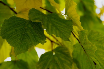 bright leaves of autumn birch. olor yellow - green