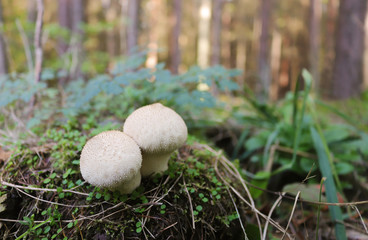 edible mushrooms in a green forest