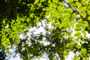 Green tree leaf with blurred green foliage sunlight background
