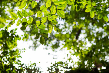 Fototapeta na wymiar Green tree leaf with blurred green foliage sunlight background