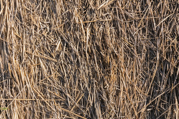 Straw. Stalks of cereals remaining after threshing. Decorative background.