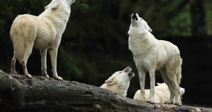 Howling of a Artic wolf family in the forest during the autumn