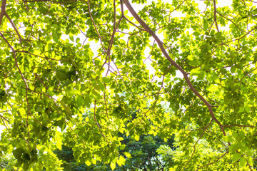 Fototapeta premium Green tree leaf with blurred green foliage sunlight background