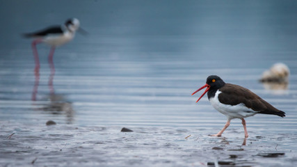 American Oystercatcher