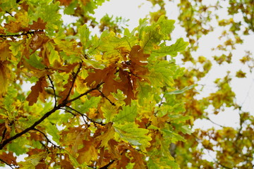 bright leaves of autumn oak, yellow-green on a tree.