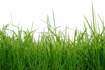 Fototapeta premium green grass on white background