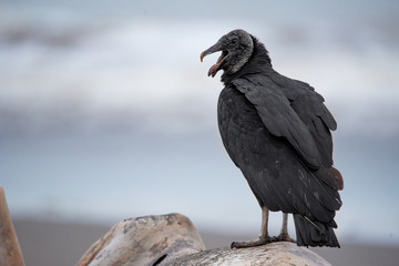 Black Vulture