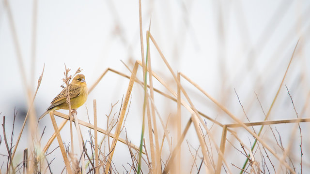 Misto yellow finch