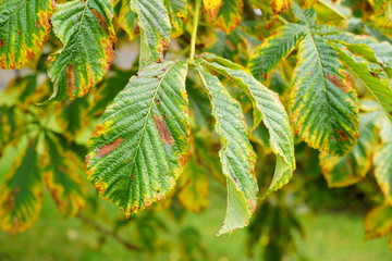 Fototapeta premium bright leaves of autumn chestnut, yellow-green on a tree.