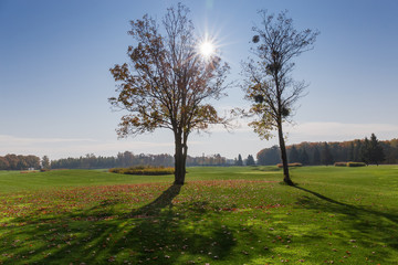 Obraz premium Old maples with autumn leaves standing separately on the lawn