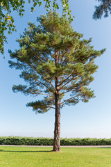 Old pine standing separately on background of shrub and sky