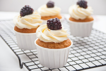 Close up cupcakes with white icing and blackberry on a metal baking rack