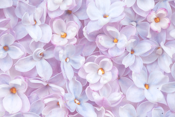 Realistic lilac flower bed backdrop. Floral top view. Bunch of violet, purple flowers. - Powered by Adobe
