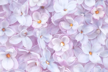 Tuinposter Realistic lilac flower bed backdrop. Floral top view. Bunch of violet, purple flowers. © Mirror Flow