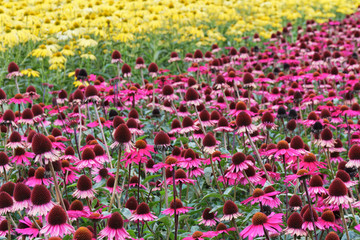 Obraz premium Feld mit Echinacea