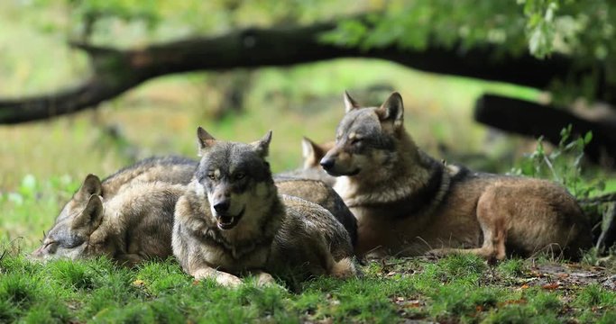 Grey wolf family seated in the forest
