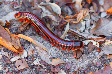 Rainforest millipede. Madagascan Fire Millipede, pres. Aphistogoniulus Corallipes in Ankarafantsika National Park, Madagascar wildlife, Africa