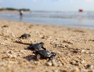 Tiny baby turtle on the beach