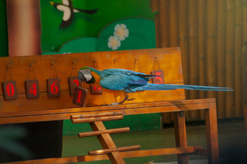 intelligent parrot shows selected numbers © changphoto