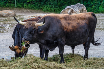 Heck cattle, Bos primigenius taurus or aurochs in the zoo