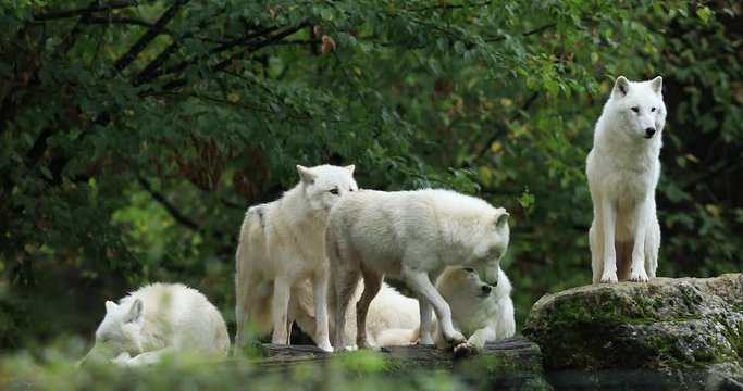 Artic wolf family in the forest during the autumn