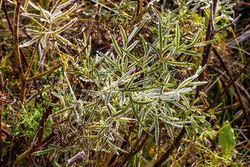 The first autumn frost on the green grass in the early morning. Beautiful background of needle grass.