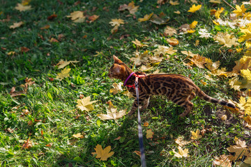 Cute little bengal kitty walking on the fallen yellow maple leaves