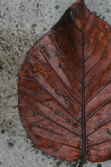 leaf on stone wall