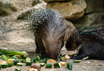 Indian crested Porcupine, Hystrix indica in a german zoo