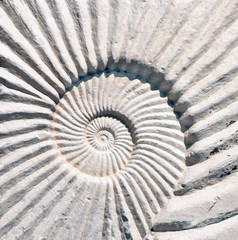 Detail of carved stone ornament with ammonite shell