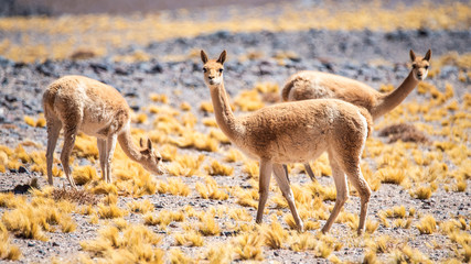 Vicunas