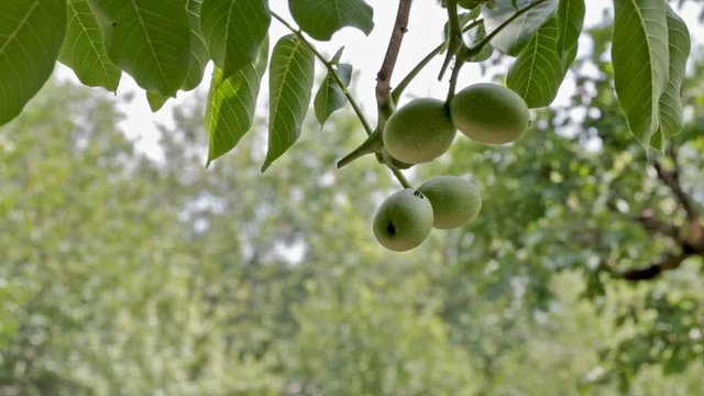 Branch with walnuts on the background of a blurred summer garden. The green fruit of walnut. Gardening.