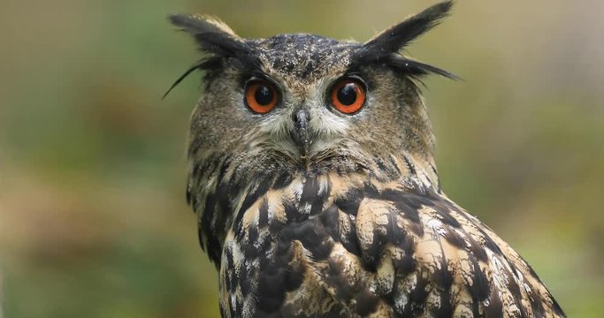 Portrait of a Eurasian Eagle-Owl in the forest