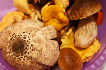 A bowl full of edible mushrooms.