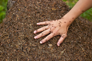 Woman hand lies in the anthill and ants running around on it. A plenty of ants on a female hand on...