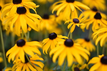 Blühende Rudbeckien (Rudbeckia)