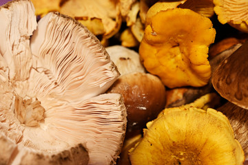 A bowl full of edible mushrooms.