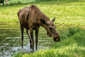 Fototapeta premium European Moose, Alces alces, also known as the elk