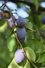 Reife Zwetschgen (Prunus domestica subsp. domestica)